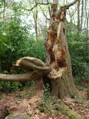 The broken beech with bracket fungus (storm damage)