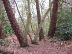 Maritime pines in the upper Wood
