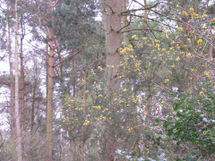 Maritime pines in the upper wood