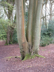 An old pollarded beech