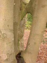 The Siamese beech tree