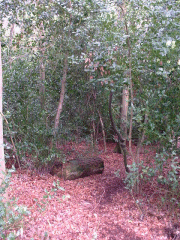 The Holly Grove in the lower wood